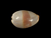 藏品(雪山寶螺)的圖片